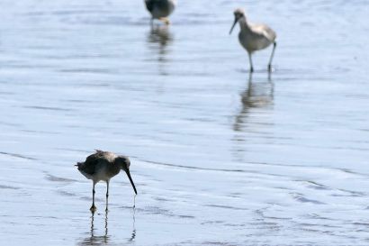 1 Schlammtreter P1070421