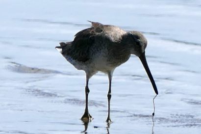 2 Schlammtreter P1070421