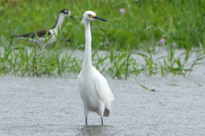 1 Schmuckreiher P1070995