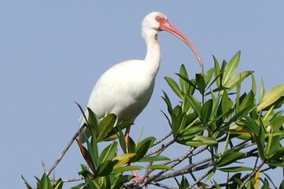 1 Schneesichler P1090307