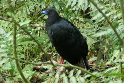 1 Schwarzguan P1080966