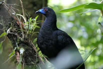 2 Schwarzguan P1080974