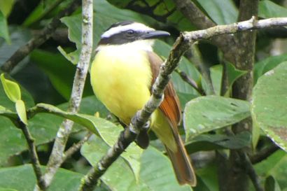 1 Schwefelmaskentyrann P1080555