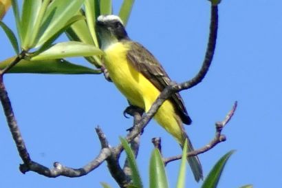 2 Schwefelmaskentyrann P1090325