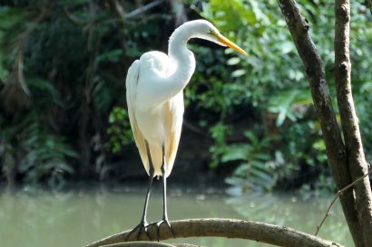 1 Silberreiher P1090350