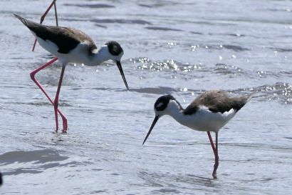 1 Stelzenlaeufer P1070416