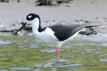 2 Stelzenlaeufer P1070392