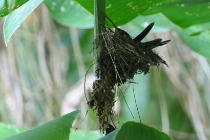 1 Schattenkolibri P1090078