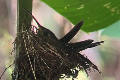 2 Schattenkolibri IMG 2794