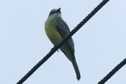 1 Trauertyrann P1070911