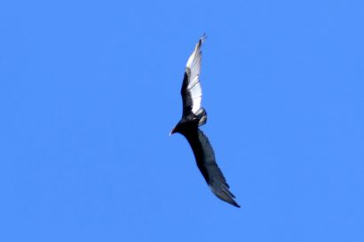 1 Truthahngeier P1070448