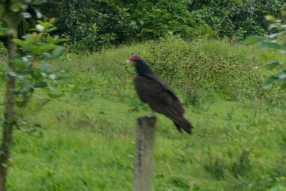 2 Truthahngeier P1070374