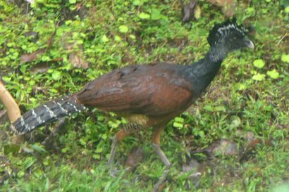 1 Tuberkelhokko P1080393