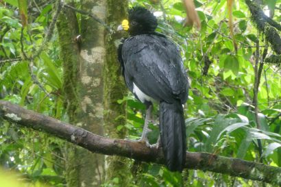 2 Tuberkelhokko P1080415