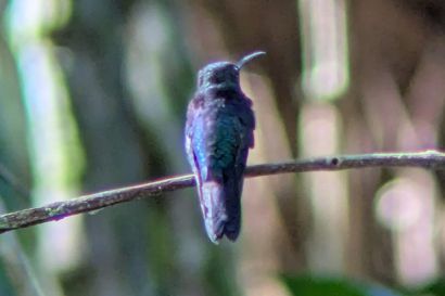 1 Violettdegenfluegel WhatsApp 19.12.55