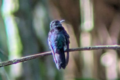 2 Violettdegenfluegel WhatsApp 19.12.55a