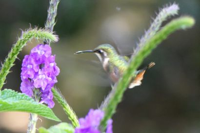 1 Sternkolibri P1090001