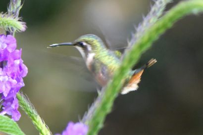 2 Sternkolibri P1090001