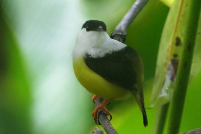 1 Weissbandpipra P1070723