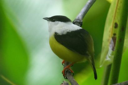 2 Weissbandpipra P1070722