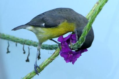 1 Zuckervogel P1080705