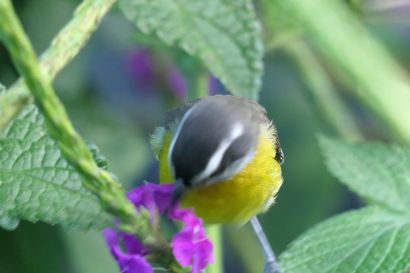 2 Zuckervogel P1080709
