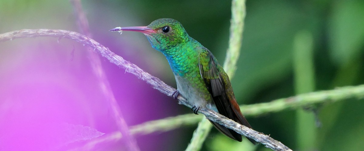 Nektarfresser Titel 1