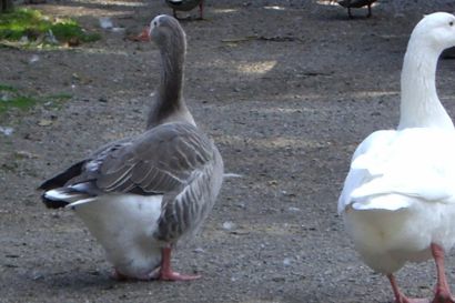 2_Blaessgans_Ontario_CIMG3657