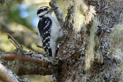 Haarspecht Nova Scotia P1060087