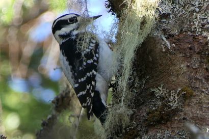 Haarspecht Nova Scotia P1060092