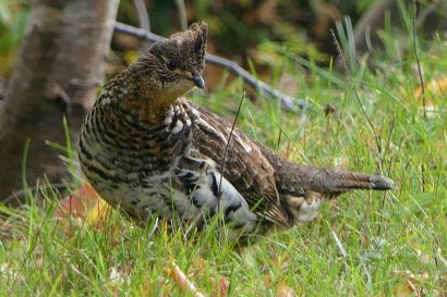 1 Kragenhuhn Nova Sotia P1060131