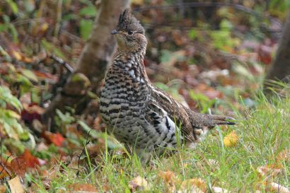 2 Kragenhuhn Nova Sotia P1060133