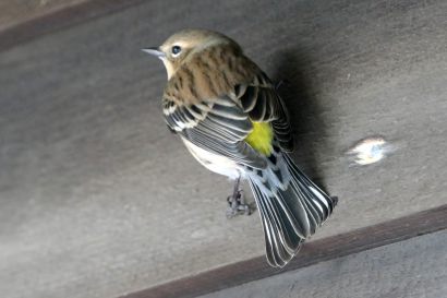 Kronenwaldsaenger Nova Scotia P1060043