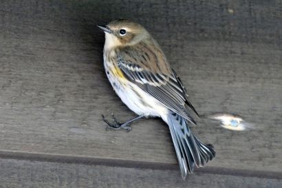 Kronenwaldsaenger Nova Scotia P1060046