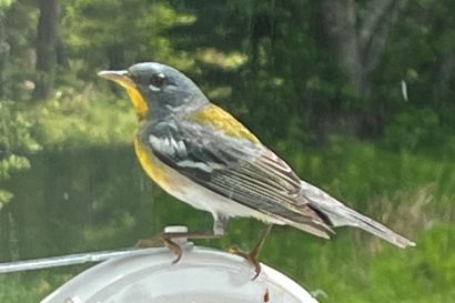 Meisenwaldsaenger_Nova_Scotia_IMG_8640