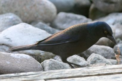 1 Purpurgrackel Nova Scotia P1060102