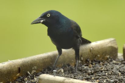 2 Purpurgrackel Nova Scotia C17 3634