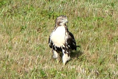 Rotschwanzbussard Nova Scotia P1060008