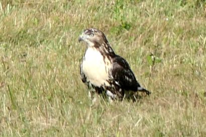Rotschwanzbussard Nova Scotia P1060011