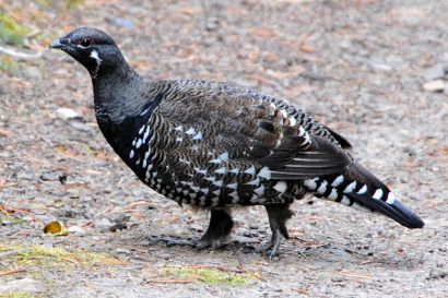 Tannenhuhn_Alberta_DSC_0869