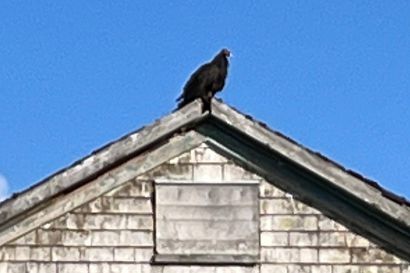 Truthahngeier_Nova-Scotia_IMG_4969