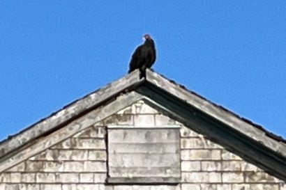 Truthahngeier_Nova-Scotia_IMG_4970