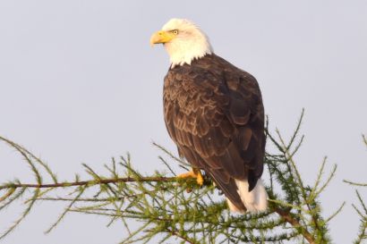 1_Weisskopfseeadler_Nova_Scotia_C18_7177