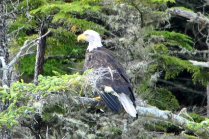 2_Weisskopfseeadler_British_Columbia_DSC_0750