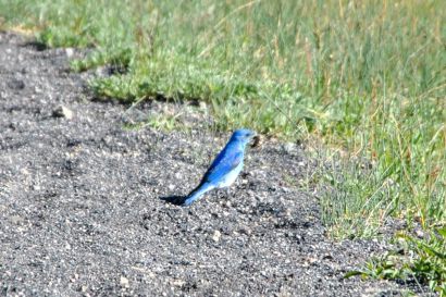 Berghuettensaenger_Wyoming_DSC_1298