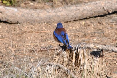 Blaukehlhuettensaenger_Utah_DSC_2080