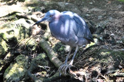 1_Blaureiher_Florida_DSC_1725
