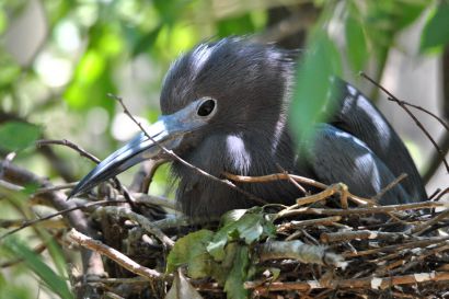 2_Blaureiher_Florida_DSC_1723