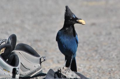 1_Diademhaeher_Oregon_DSC_0904
