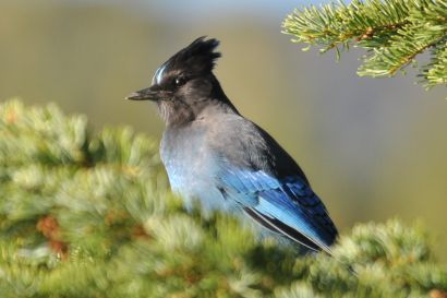 2_Diademhaeher_Oregon_DSC_0927